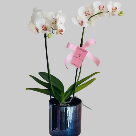 Orquidea